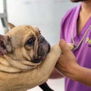 Buy Choice Of Veterinary Service For Dog Or Cat Or Tom Cat Castration in Dubai | Dubai Trades Now at Special Price in DubaiTrades.com 6 Choice Of Veterinary Service For Dog Or Cat Or Tom Cat Castration in Dubai | Dubai Trades Miscellaneous Shop Online at Special Price from Dubai Trades 6