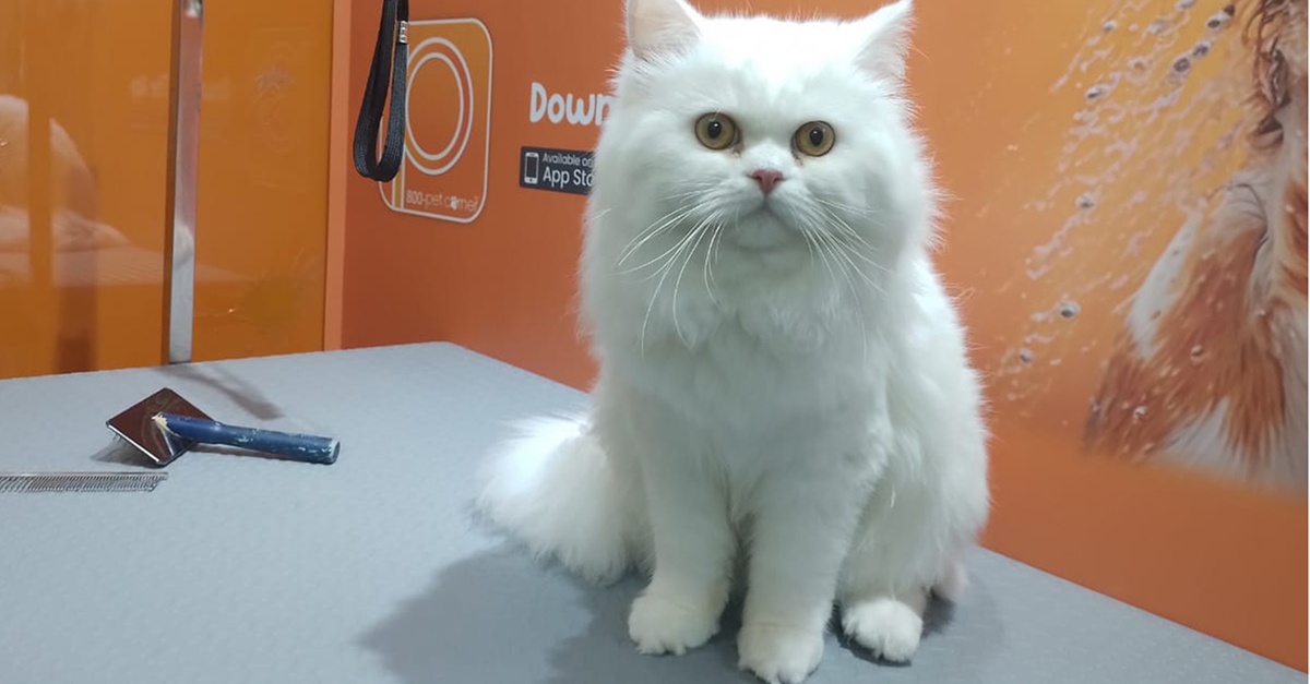 Buy Basic Or Full Grooming At Pet Corner in Dubai | Dubai Trades Now at Special Price in DubaiTrades.com 2 Basic Or Full Grooming At Pet Corner in Dubai | Dubai Trades Miscellaneous Shop Online at Special Price from Dubai Trades 2