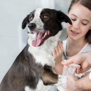 Choice Of Veterinary Service For Dog Or Cat Or Tom Cat Castration in Dubai | Dubai Trades Miscellaneous Shop Online at Special Price from Dubai Trades