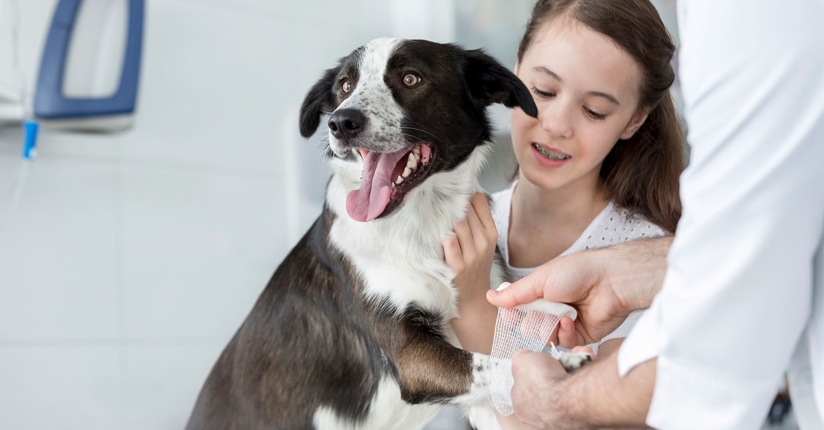 Buy Choice Of Veterinary Service For Dog Or Cat Or Tom Cat Castration in Dubai | Dubai Trades Now at Special Price in DubaiTrades.com 2 Choice Of Veterinary Service For Dog Or Cat Or Tom Cat Castration in Dubai | Dubai Trades Miscellaneous Shop Online at Special Price from Dubai Trades 2