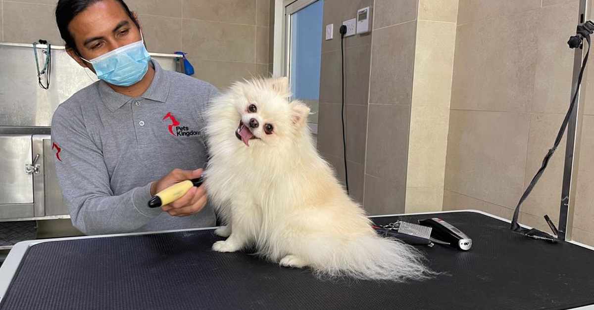 Buy Extensive Pet Grooming Service in Dubai | Dubai Trades Now at Special Price in DubaiTrades.com 2 Extensive Pet Grooming Service in Dubai | Dubai Trades Miscellaneous Shop Online at Special Price from Dubai Trades 2