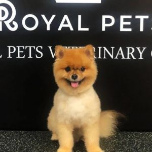 Get Premium Full Grooming For Cats Or Dogs Under Or Over 10kg in Dubai | Dubai Trades Miscellaneous Shop Online at Special Price from Dubai Trades