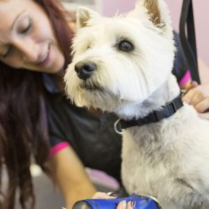 Grooming – Pet in Abu Dhabi | Dubai Trades Miscellaneous Shop Online at Special Price from Dubai Trades