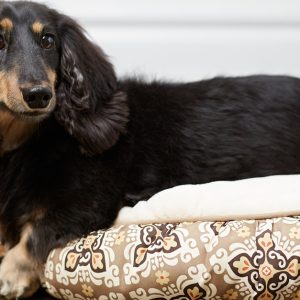 Pet Boarding & Daycare Packages For Cats And Dogs Of All Sizes in Dubai | Dubai Trades Miscellaneous Shop Online at Special Price from Dubai Trades 2