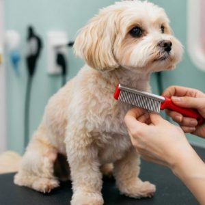 Dental Care For Cats Or Dogs in Abu Dhabi | Dubai Trades Miscellaneous Shop Online at Special Price from Dubai Trades