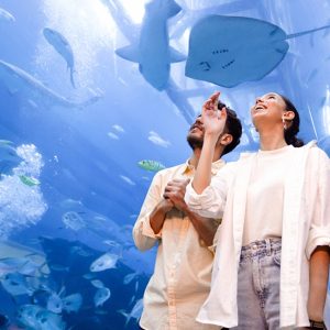 Dubai Aquarium And Dubai Frame Entry Tickets For 1, 2 Or 4 Adults | Dubai Trades Leisure Activities Shop Online at Special Price from Dubai Trades