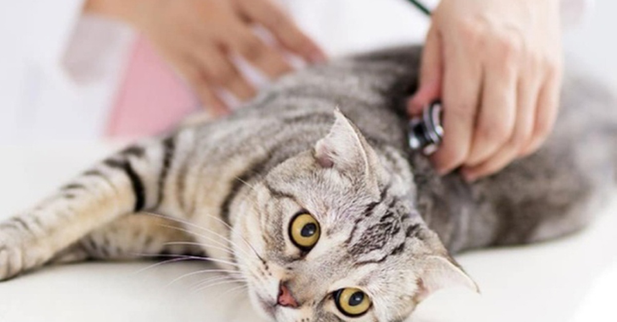 Buy Veterinary Examination At Pet Connection Veterinary Clinic in Dubai | Dubai Trades Now at Special Price in DubaiTrades.com 2 Veterinary Examination At Pet Connection Veterinary Clinic in Dubai | Dubai Trades Miscellaneous Shop Online at Special Price from Dubai Trades 2