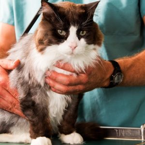 Choice Of Pet Medical Checkup, Examination & Deworming in Dubai | Dubai Trades Miscellaneous Shop Online at Special Price from Dubai Trades 2