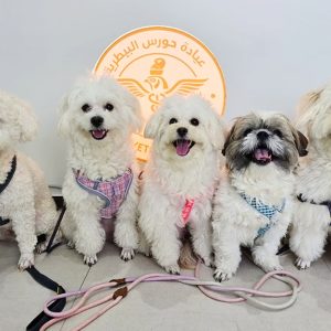 Explore Vaccine And Grooming Packages For Your Pet in Abu Dhabi | Dubai Trades Miscellaneous Shop Online at Special Price from Dubai Trades