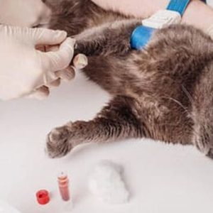 Female Cat Spaying Up To Or Above 20 Kg, Male Dog Castration & More in Dubai | Dubai Trades Miscellaneous Shop Online at Special Price from Dubai Trades