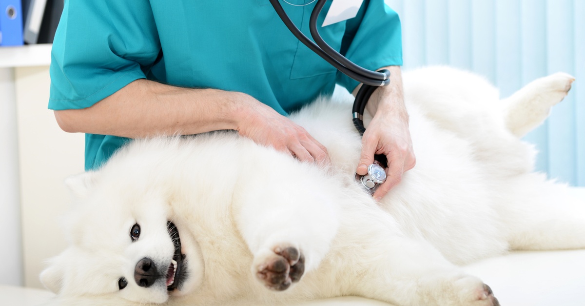 Buy Medical Checkup And Anti-flea Medication Or Deworming For Pets in Dubai | Dubai Trades Now at Special Price in DubaiTrades.com 2 Medical Checkup And Anti-flea Medication Or Deworming For Pets in Dubai | Dubai Trades Miscellaneous Shop Online at Special Price from Dubai Trades 2