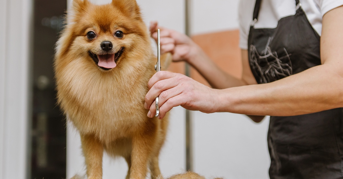 Buy Basic Tidy Up & Full Royal Grooming For Dogs & Cats in Dubai | Dubai Trades Now at Special Price in DubaiTrades.com 2 Basic Tidy Up & Full Royal Grooming For Dogs & Cats in Dubai | Dubai Trades Miscellaneous Shop Online at Special Price from Dubai Trades 2
