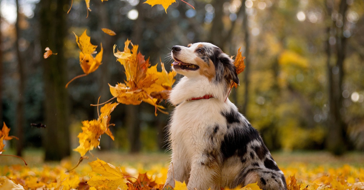 Buy Canine Behavior & Puppy Training Courses in National Deal | Dubai Trades Now at Special Price in DubaiTrades.com 2 Canine Behavior & Puppy Training Courses in National Deal | Dubai Trades Miscellaneous Shop Online at Special Price from Dubai Trades 2