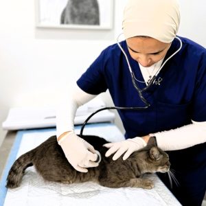 Comprehensive Vet Care: Vaccinations, Surgeries, X-rays For Pets in Sharjah & N. Emirates | Dubai Trades Miscellaneous Shop Online at Special Price from Dubai Trades