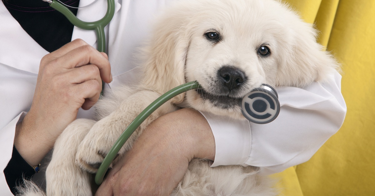 Buy Veterinary Services For A Dog Or Cat At Zvc Veterinary Clinic in Abu Dhabi | Dubai Trades Now at Special Price in DubaiTrades.com 2 Veterinary Services For A Dog Or Cat At Zvc Veterinary Clinic in Abu Dhabi | Dubai Trades Leisure Activities Shop Online at Special Price from Dubai Trades 2