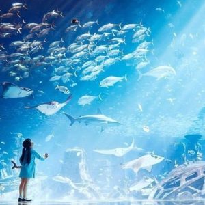 Lost World Aquarium At… in National Deal | Dubai Trades Leisure Activities Shop Online at Special Price from Dubai Trades