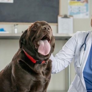 Vet Services: Puppy/Kitten Vaccinations, Cat Spay/Neuter, Dog Neuter in Dubai | Dubai Trades Miscellaneous Shop Online at Special Price from Dubai Trades