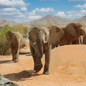 Al Ain Zoo Tickets – Experiences Experiences Shop Online at Special Price from Dubai Trades