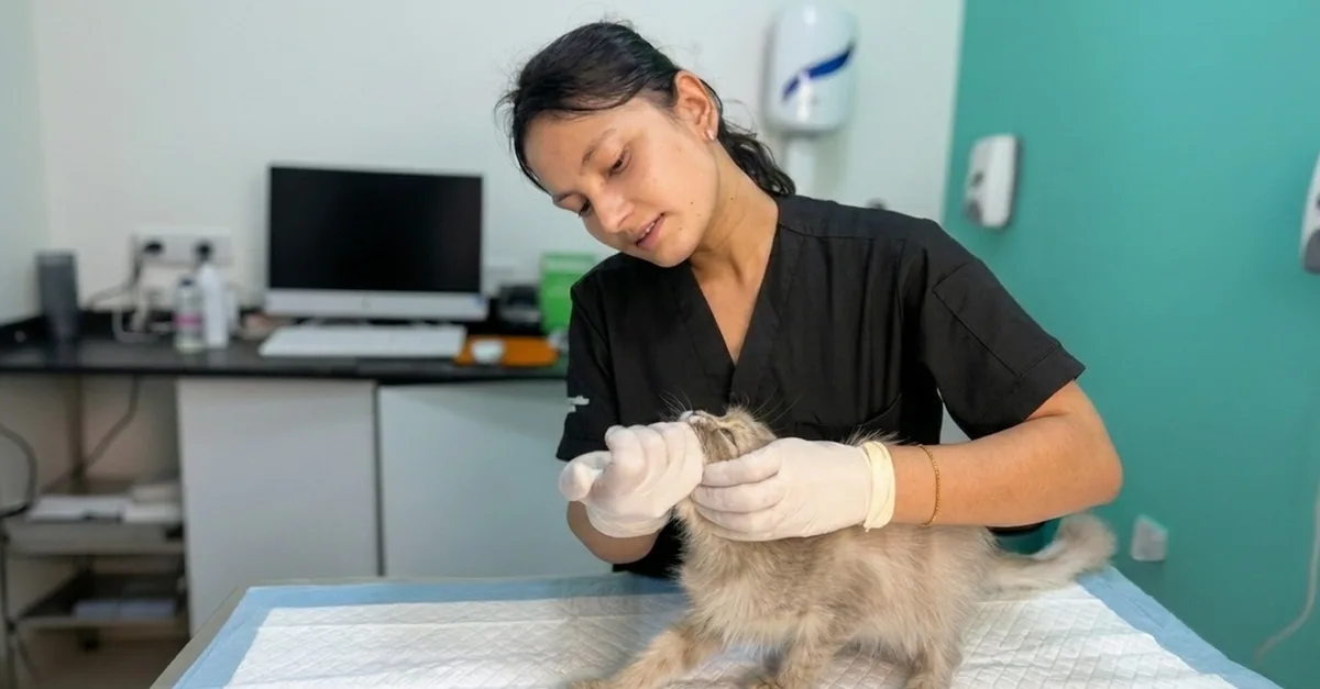 Buy Annual Pet Vaccinations & Full Health Check-ups For Cats & Dogs in Sharjah & N. Emirates | Dubai Trades Now at Special Price in DubaiTrades.com 4 Annual Pet Vaccinations & Full Health Check-ups For Cats & Dogs in Sharjah & N. Emirates | Dubai Trades Miscellaneous Shop Online at Special Price from Dubai Trades 4
