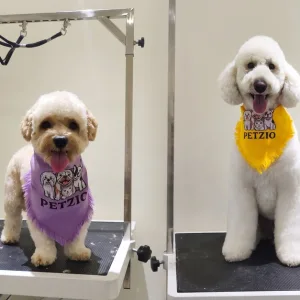 Basic Grooming For Cats & Dogs Of All Sizes: Rinse & Fluff Package in Dubai | Dubai Trades Miscellaneous Shop Online at Special Price from Dubai Trades