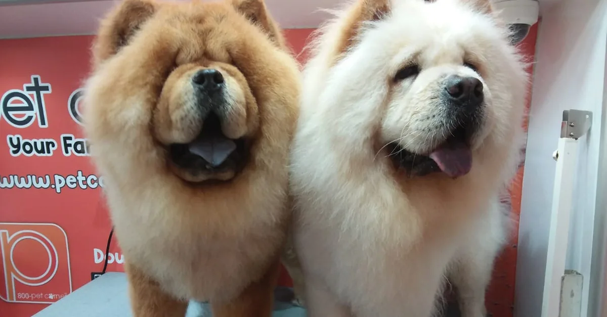 Buy Basic Or Full Grooming At Pet Corner in Dubai | Dubai Trades Now at Special Price in DubaiTrades.com 4 Basic Or Full Grooming At Pet Corner in Dubai | Dubai Trades Miscellaneous Shop Online at Special Price from Dubai Trades 4