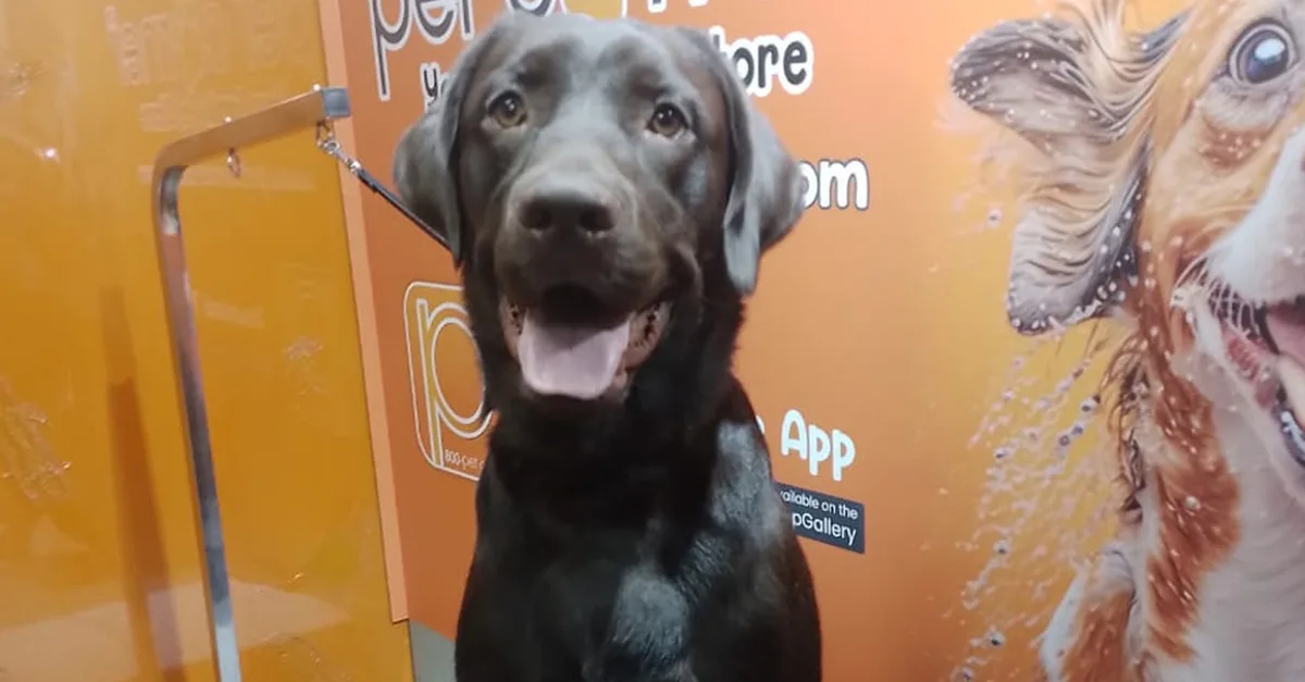 Buy Basic Or Full Grooming At Pet Corner in Dubai | Dubai Trades Now at Special Price in DubaiTrades.com 5 Basic Or Full Grooming At Pet Corner in Dubai | Dubai Trades Miscellaneous Shop Online at Special Price from Dubai Trades 5