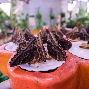 Butterfly Garden – Must-see attractions Must-see attractions Shop Online at Special Price from Dubai Trades 2