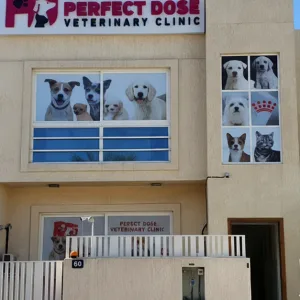 Cat Or Dog Annual Vaccination At Perfect Dose Veterinary Clinic in Dubai | Dubai Trades Miscellaneous Shop Online at Special Price from Dubai Trades
