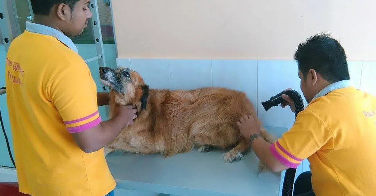 Buy Comprehensive Grooming For All Sizes(xl,l,m,s) Of Dogs And Small Cats in Dubai | Dubai Trades Now at Special Price in DubaiTrades.com 3 Comprehensive Grooming For All Sizes(xl,l,m,s) Of Dogs And Small Cats in Dubai | Dubai Trades Miscellaneous Shop Online at Special Price from Dubai Trades 3