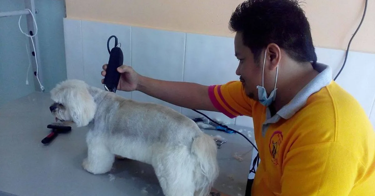 Buy Comprehensive Grooming For All Sizes(xl,l,m,s) Of Dogs And Small Cats in Dubai | Dubai Trades Now at Special Price in DubaiTrades.com 4 Comprehensive Grooming For All Sizes(xl,l,m,s) Of Dogs And Small Cats in Dubai | Dubai Trades Miscellaneous Shop Online at Special Price from Dubai Trades 4