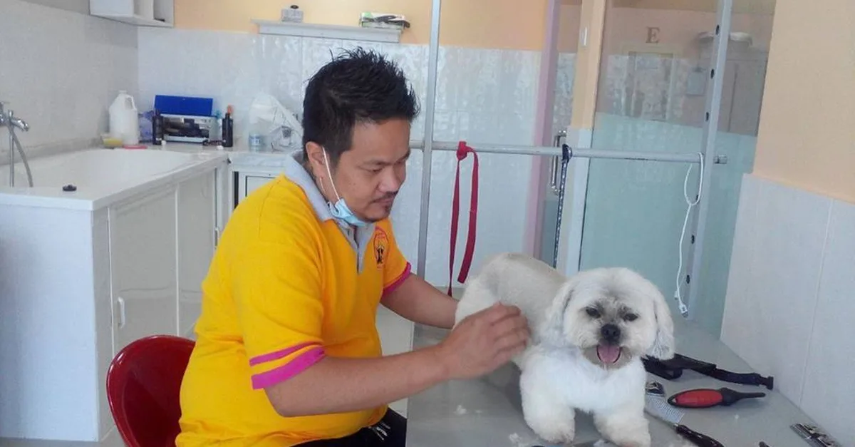 Buy Comprehensive Grooming For All Sizes(xl,l,m,s) Of Dogs And Small Cats in Dubai | Dubai Trades Now at Special Price in DubaiTrades.com 5 Comprehensive Grooming For All Sizes(xl,l,m,s) Of Dogs And Small Cats in Dubai | Dubai Trades Miscellaneous Shop Online at Special Price from Dubai Trades 5