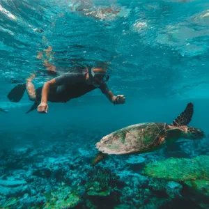 Dive & Snorkel Trips in Fujairah – Water Sports Travel, Activities & Events Shop Online at Special Price from Dubai Trades 2