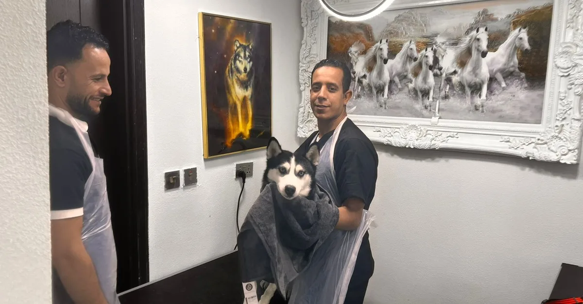 Buy Up To 0% Off On At Al Raha Veterinary Clinic in Abu Dhabi | Dubai Trades Now at Special Price in DubaiTrades.com 5 Up To 0% Off On At Al Raha Veterinary Clinic in Abu Dhabi | Dubai Trades Miscellaneous Shop Online at Special Price from Dubai Trades 5