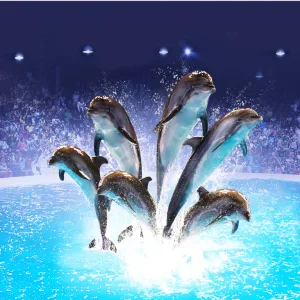 Dolphin & Seal Show – Dubai Dolphinarium – Must-see attractions Must-see attractions Shop Online at Special Price from Dubai Trades