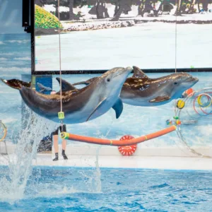 Dolphin & Seal Show – Dubai Dolphinarium + The Green Planet Dubai – Combo – Must-see attractions Must-see attractions Shop Online at Special Price from Dubai Trades