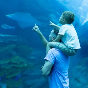 Dubai Aquarium & Underwater Zoo – Ray Encounter – Experiences Experiences Shop Online at Special Price from Dubai Trades