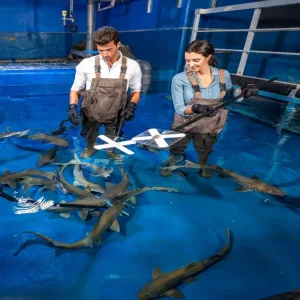 Dubai Aquarium & Underwater Zoo – Shark Trainer Encounter – Experiences Experiences Shop Online at Special Price from Dubai Trades 2