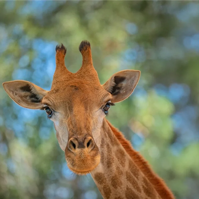 Buy Emirates Park Zoo – Experiences Now at Special Price in DubaiTrades.com 2 Emirates Park Zoo – Experiences Experiences Shop Online at Special Price from Dubai Trades 2