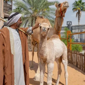 Emirati Hospitality Experience (Lunch) – Sightseeing and Tours Sightseeing and Tours Shop Online at Special Price from Dubai Trades 2