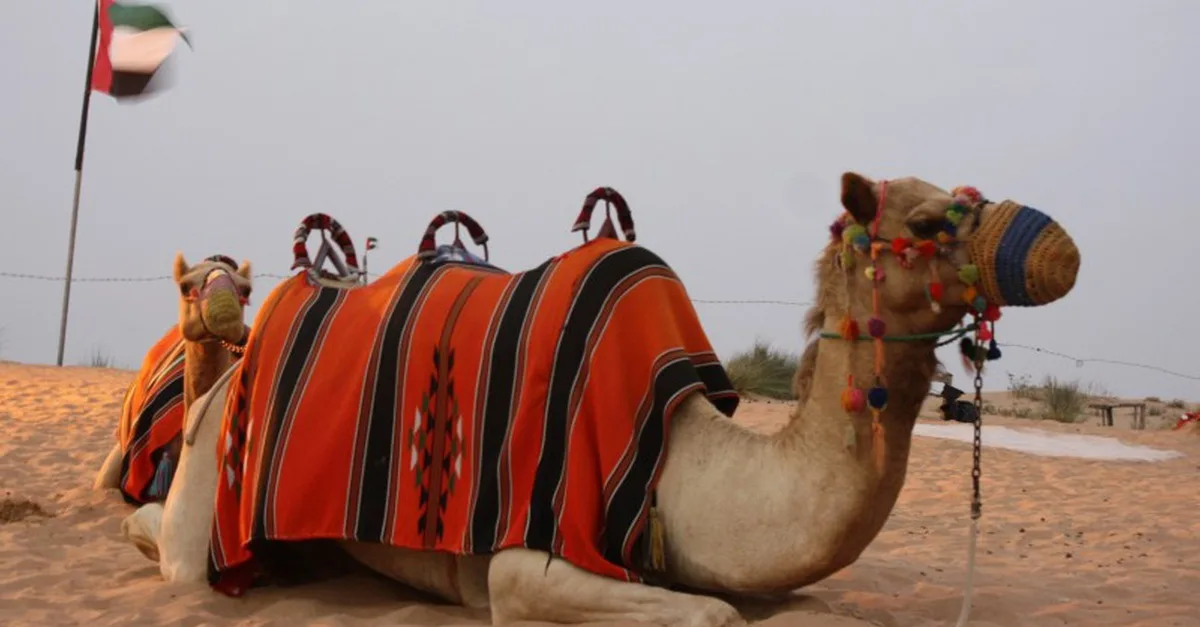 Buy Enjoy A Vip Desert Safari Including Dune Bashing And Camel Ride! in Sharjah & N. Emirates | Dubai Trades Now at Special Price in DubaiTrades.com 5 Enjoy A Vip Desert Safari Including Dune Bashing And Camel Ride! in Sharjah & N. Emirates | Dubai Trades Extreme sports & adrenaline activities Shop Online at Special Price from Dubai Trades 5