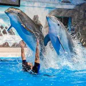 Enjoy Painting Dolphins, Juggling Seals, & Exotic Birds In Action in National Deal | Dubai Trades Miscellaneous Shop Online at Special Price from Dubai Trades