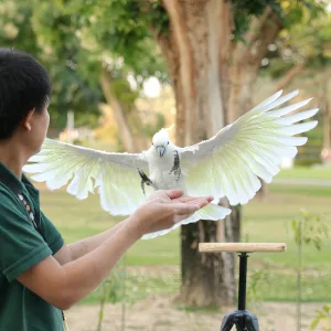 Exotic Bird Show – Dubai Dolphinarium – Dubai Dolphinarium Dubai Dolphinarium Shop Online at Special Price from Dubai Trades 2