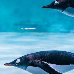 Explore Amazing Underwater… in Dubai | Dubai Trades Leisure Activities Shop Online at Special Price from Dubai Trades