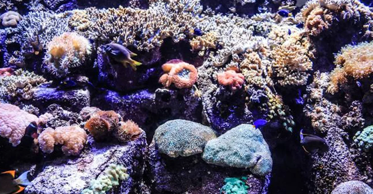 Buy Explore Dubai’s Lost Chambers Aquarium: Tickets For One, Two, Or Four | Dubai Trades Now at Special Price in DubaiTrades.com 3 Explore Dubai’s Lost Chambers Aquarium: Tickets For One, Two, Or Four | Dubai Trades Miscellaneous Shop Online at Special Price from Dubai Trades 3