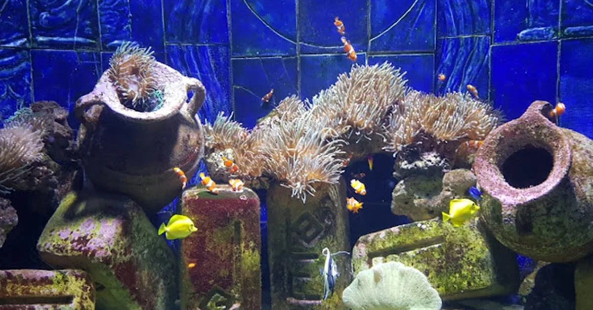 Buy Explore Dubai’s Lost Chambers Aquarium: Tickets For One, Two, Or Four | Dubai Trades Now at Special Price in DubaiTrades.com 4 Explore Dubai’s Lost Chambers Aquarium: Tickets For One, Two, Or Four | Dubai Trades Miscellaneous Shop Online at Special Price from Dubai Trades 4