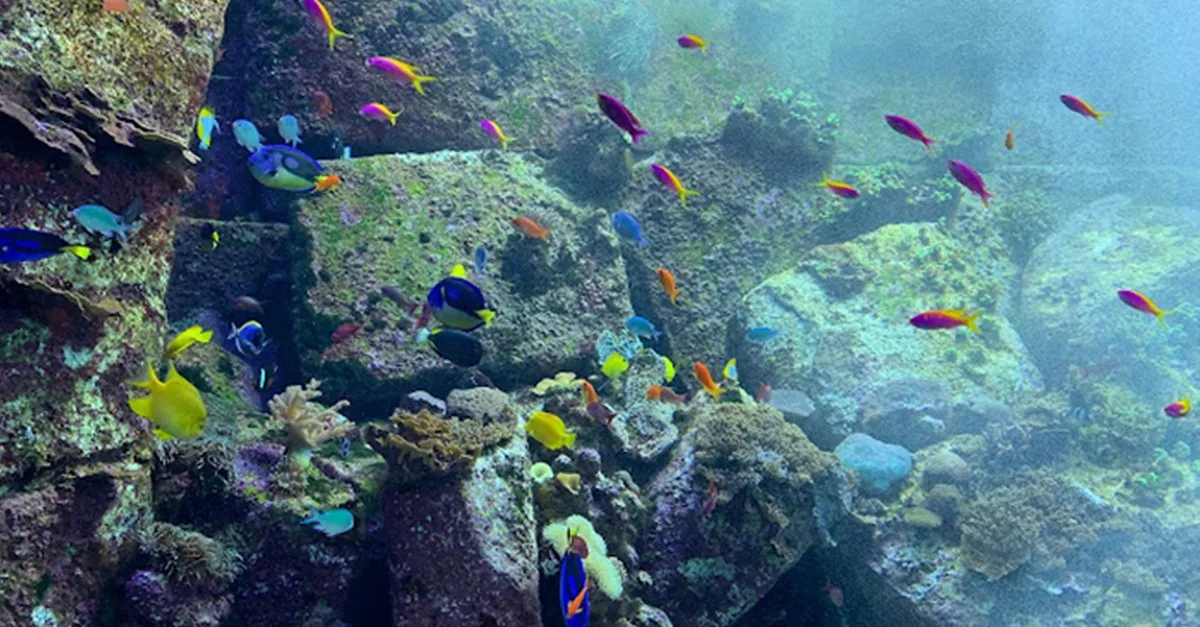 Buy Explore Dubai’s Lost Chambers Aquarium: Tickets For One, Two, Or Four | Dubai Trades Now at Special Price in DubaiTrades.com 5 Explore Dubai’s Lost Chambers Aquarium: Tickets For One, Two, Or Four | Dubai Trades Miscellaneous Shop Online at Special Price from Dubai Trades 5