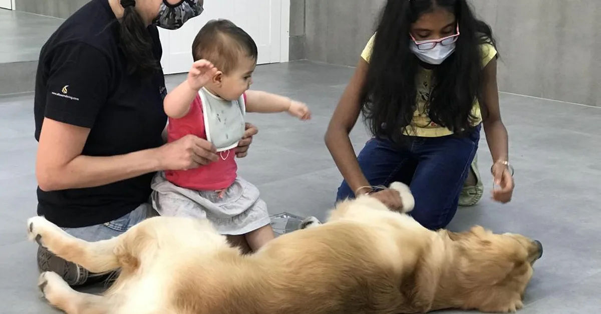 Buy Extensive Pet Grooming Service in Dubai | Dubai Trades Now at Special Price in DubaiTrades.com 3 Extensive Pet Grooming Service in Dubai | Dubai Trades Miscellaneous Shop Online at Special Price from Dubai Trades 3