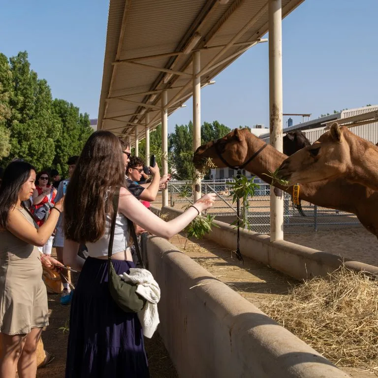 Buy Guided Camel Farm Tour + Camel milk tasting – Camelicious – Must-see attractions Now at Special Price in DubaiTrades.com 2 Guided Camel Farm Tour + Camel milk tasting – Camelicious – Must-see attractions Must-see attractions Shop Online at Special Price from Dubai Trades 2