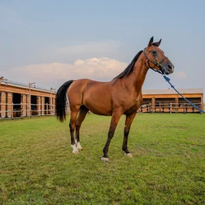Horse Riding at Al Marmoom Oasis With Transfer – Desert safaris Desert safaris Shop Online at Special Price from Dubai Trades