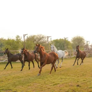 Horse Riding with Open Buffet Dinner & Shows – Desert safaris Desert safaris Shop Online at Special Price from Dubai Trades